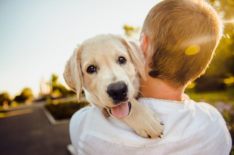 Quiero adoptar