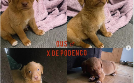 Vera, Turrón, Oreo y Gus en Siemprefiel Protectora