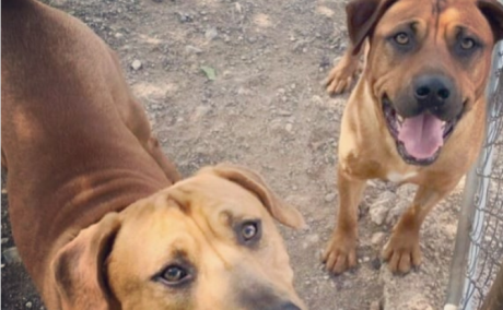 CONAN Y DOLLAR Asociación adopcionsterrasa