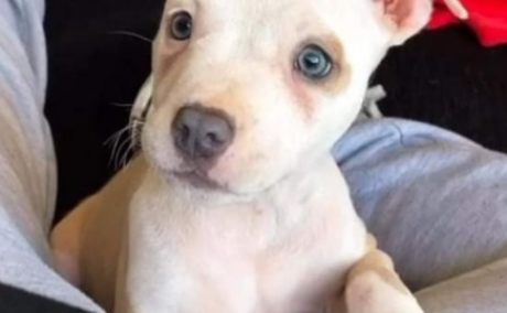 PERRITA ROBADA en Villarcayo - Burgos -  remitido por protectora animales napame