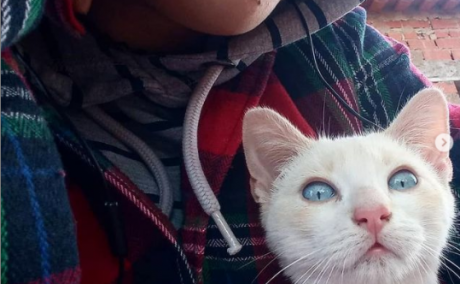 OLAF - en iniciativa Gatitos de la Calle